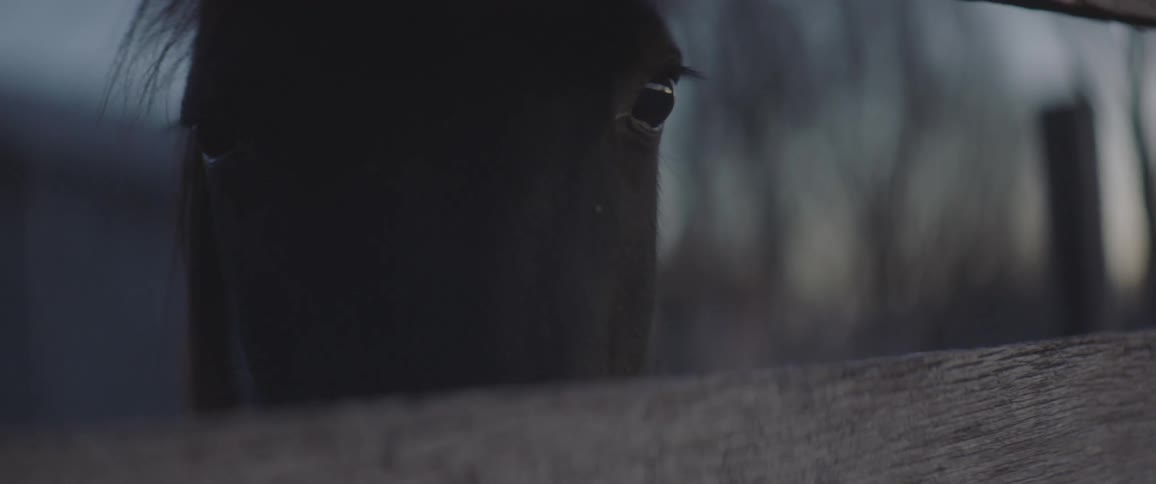A horse is seen behind a gate