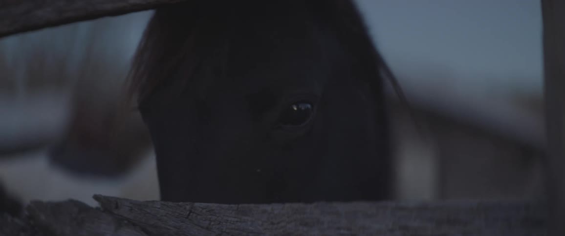 A horse gazes through a wood gate