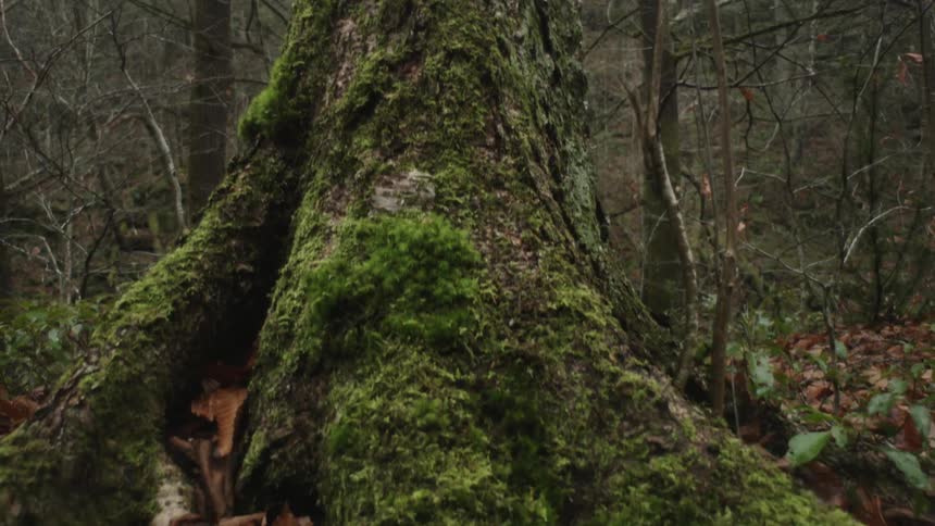 A tree is full of moss