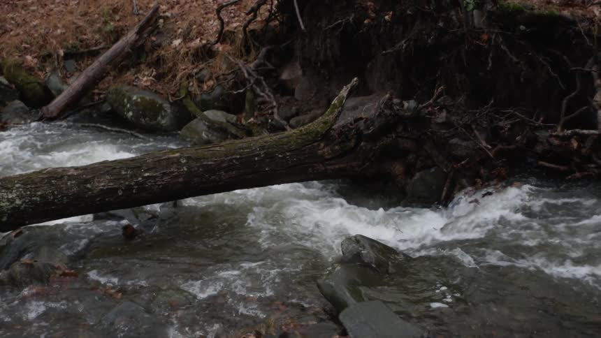 Water rushes in a creek with a tree trunk over it