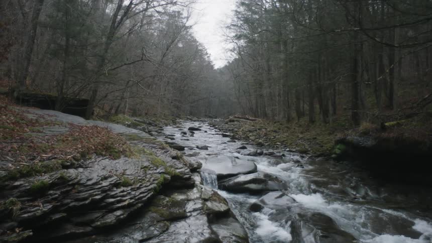 A calming river in the forest