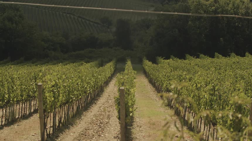 Rows of grape vines at a vineyard