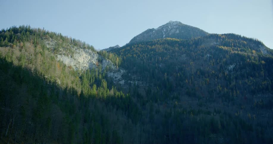 Sun lights up trees on a hillside