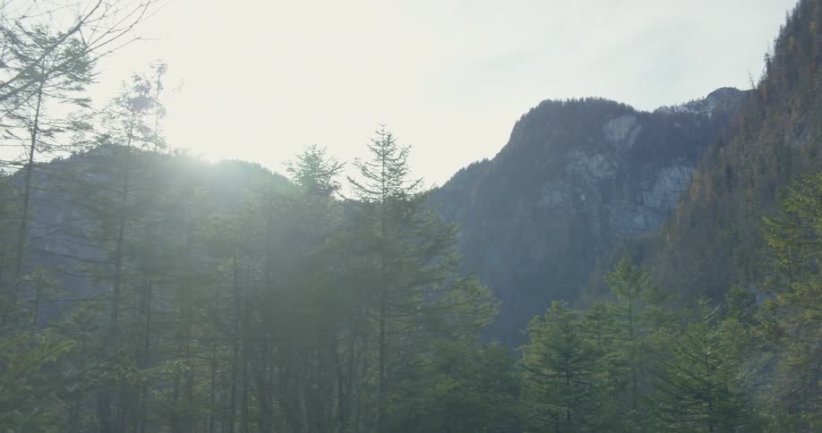 Pine trees are growing on some mountains