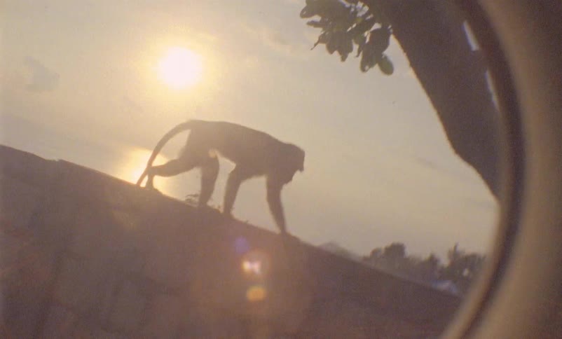 A monkey walk on a wall fence under the sunset light