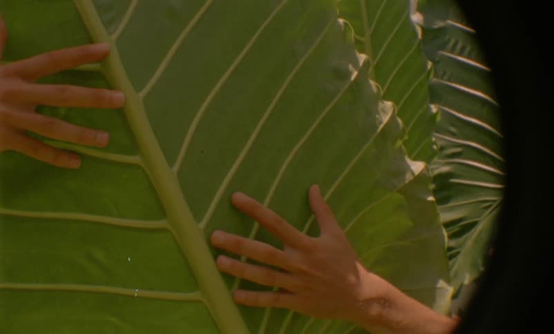 Two hands rubbing a large leaf