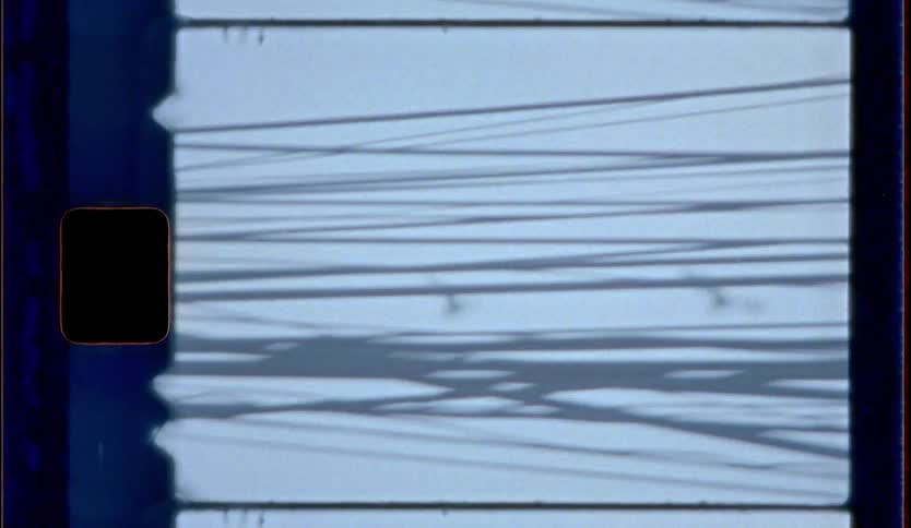 The birds fly over the power lines