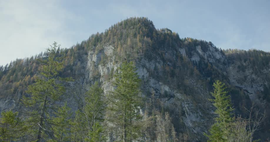 Trees are covering the mountains