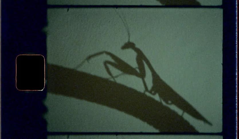 A shadow of a praying mantis