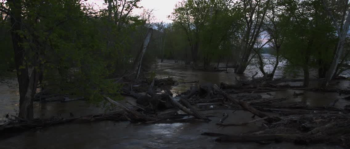 View of dead tree limbs in water