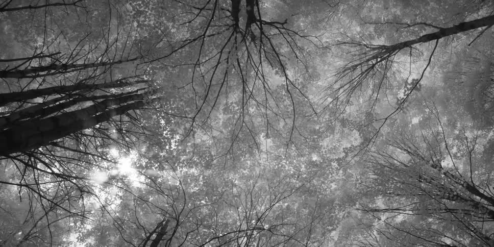 Sun peeking through tree branches deep in forest