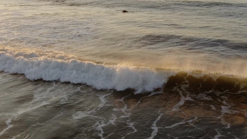A sizable rolling wave rises from the ocean and crashes down forcefully to cause white foamy surf