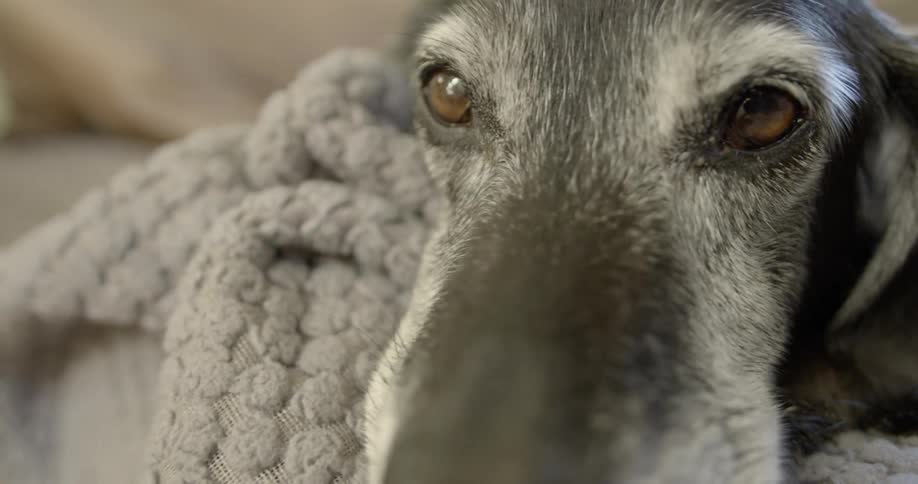 A dog is resting on a blanket