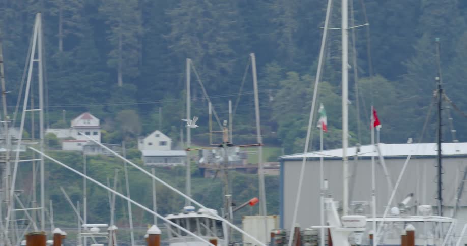 Bird flies in the harbor