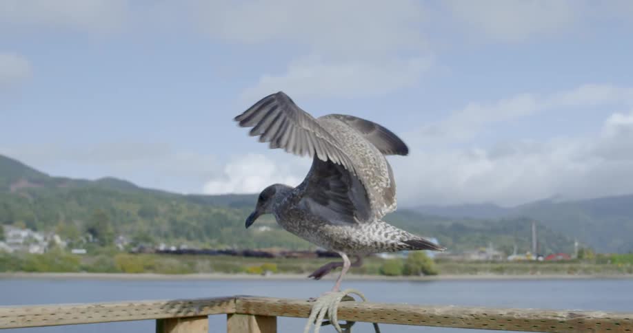 A bird walks along a banister that overlooks the sea