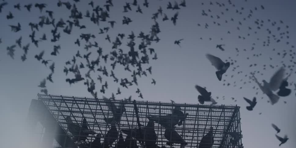 A flock of birds fly around a cage