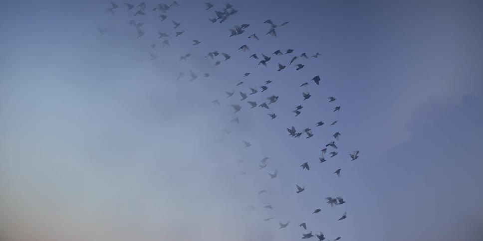 Birds flying over the city