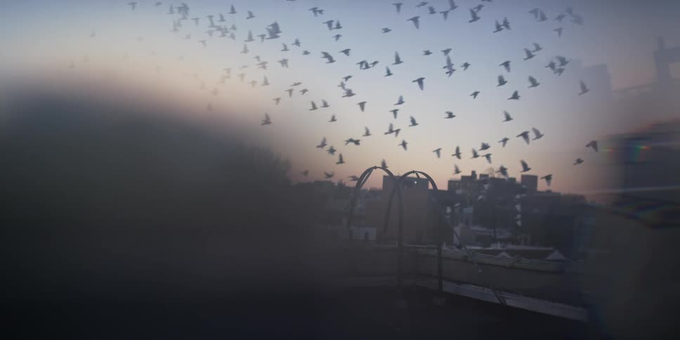 Birds flying past a rooftop