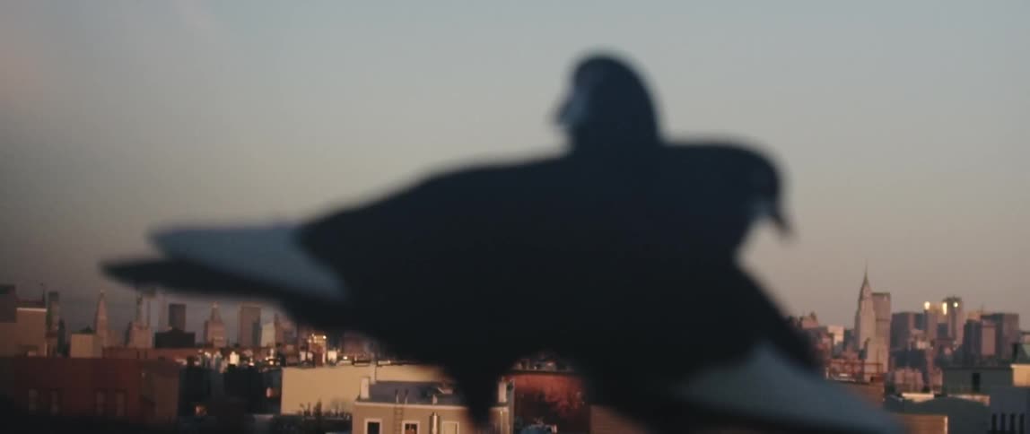 A city is seen behind two pigeons
