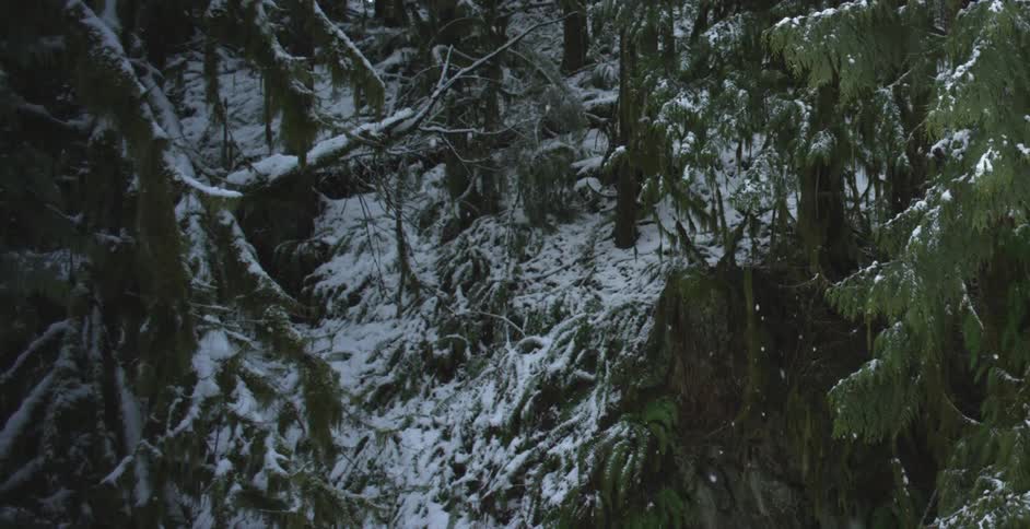 Snow covered branches with snow softly falling