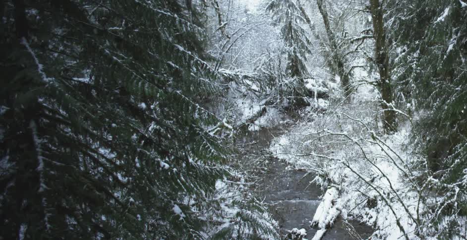 Snow falls in the forest