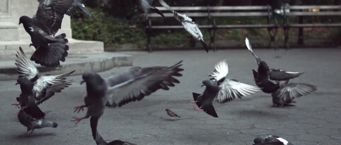 Birds fly in slow motion