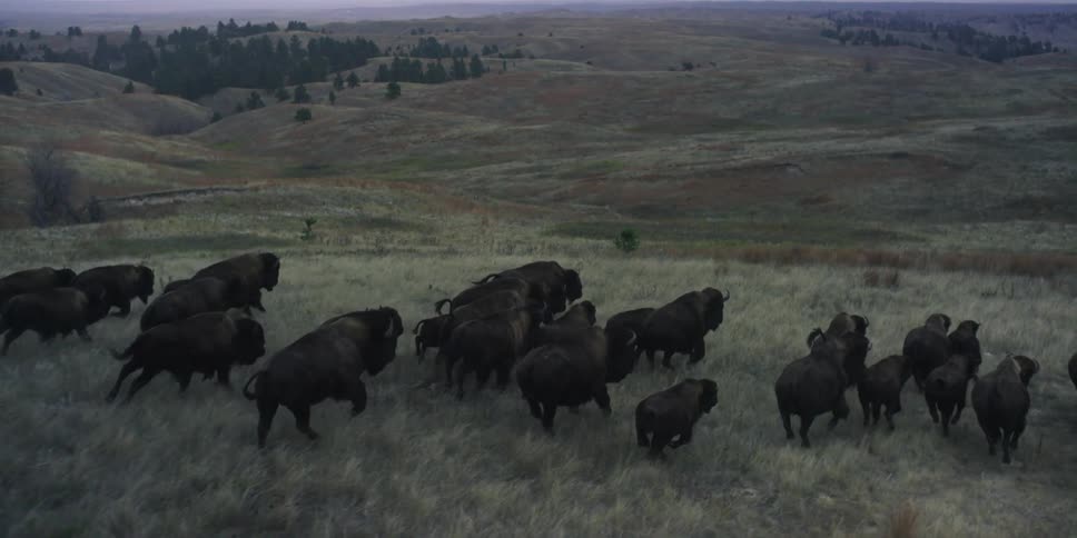 Herd of buffalo running across the plains