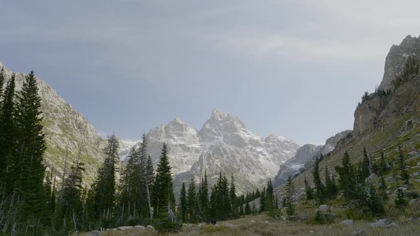 Pine forest at the feet of tall mountain range