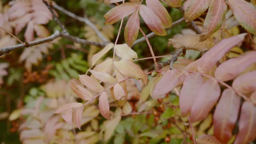 Brown and green fern leaves blowing in the breeze on a branch