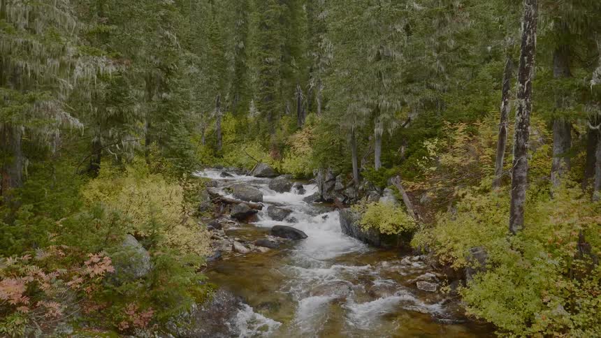A stream cascades through the forest