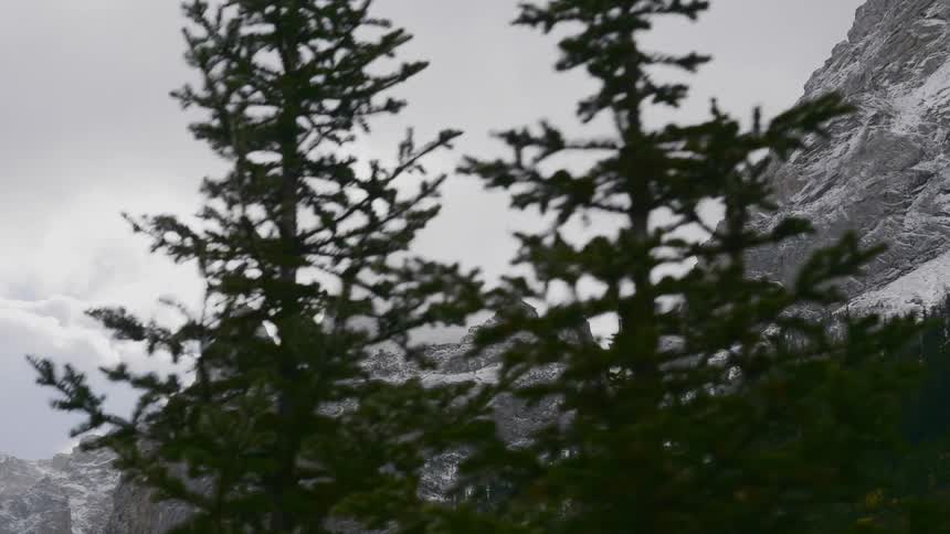 A forest of evergreen trees grows on the slope of a mountain