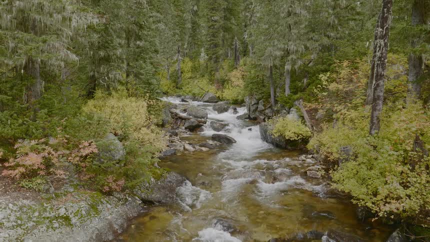 River flowing through forest