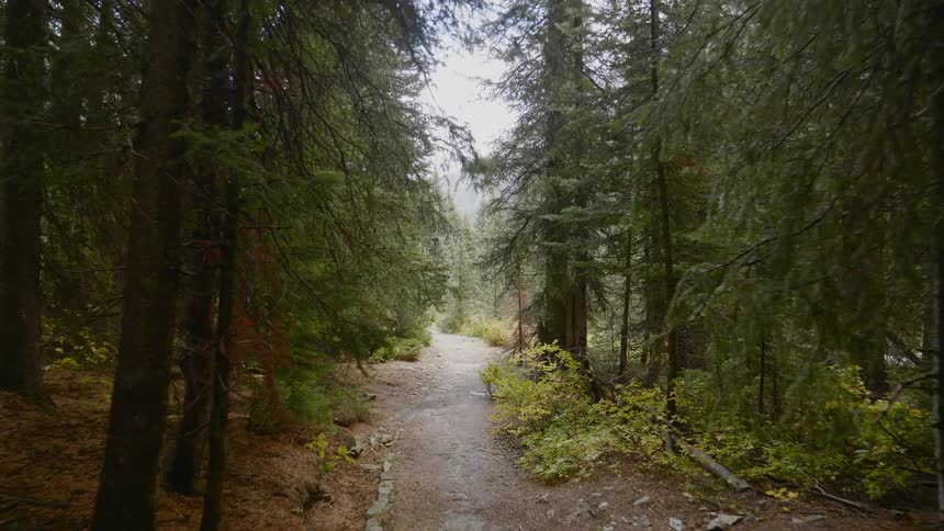 A path through a forest