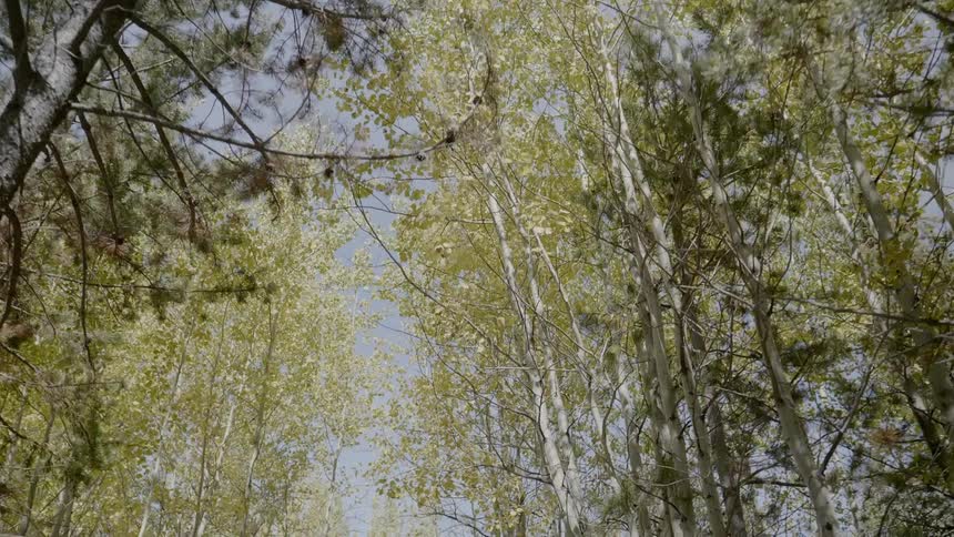 Forest of tall green trees