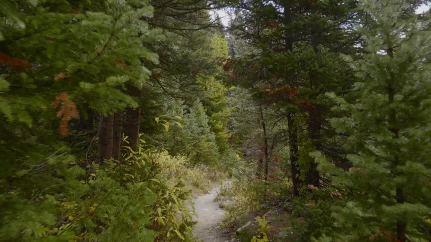 The trail runs through the dense forest