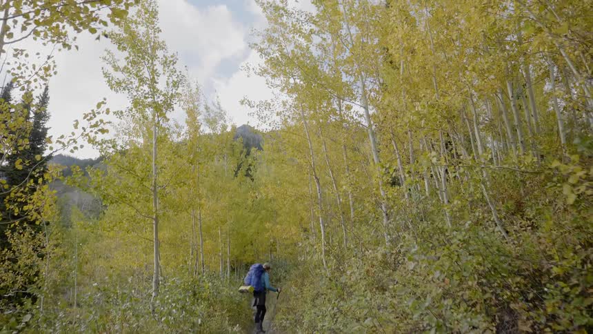 A female in hiking apparel has stopped on a narrow trail through the wilderness to look up into the trees