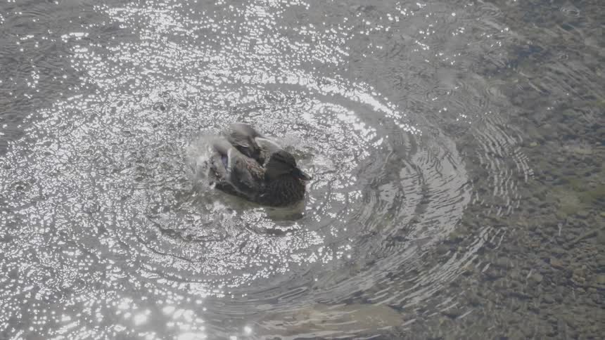 A duck lies in the water and flaps its wings