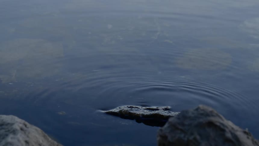 Ripples radiate outward from where water is gently lapping against a small rock that is protruding from the surface of the water