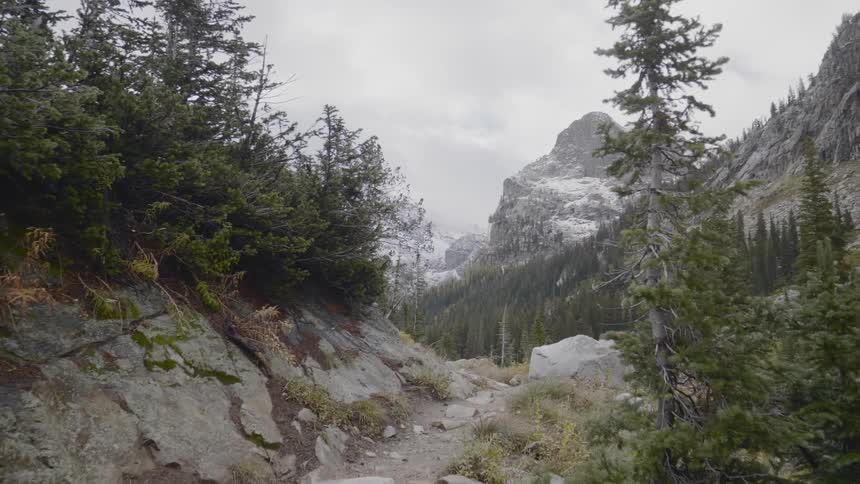 A rocky path in a mountain forest area