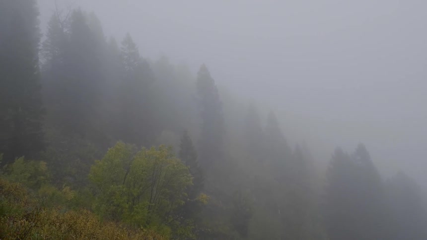 A foggy hillside with trees and brush