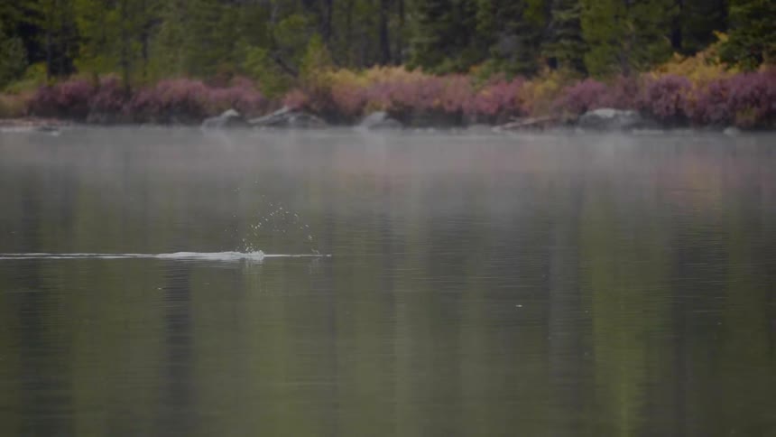 A duck swimming and diving in a lake
