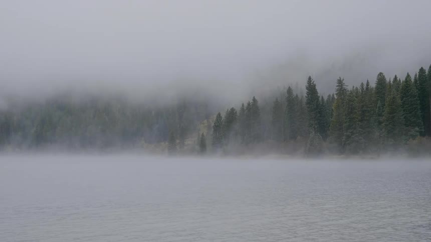 A fir forest at a foggy day