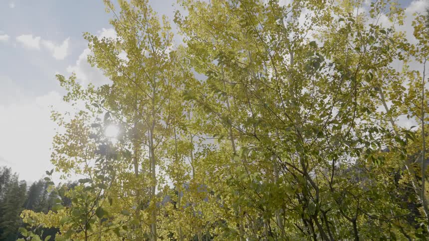 Green tall trees on a clear sunny day
