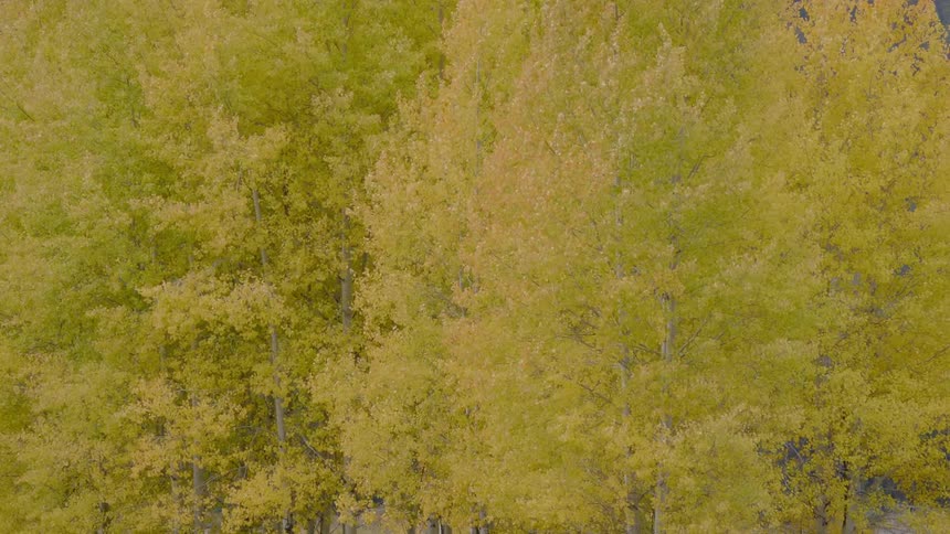 Landscape view of trees blowing in the breeze
