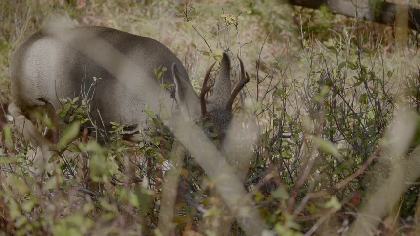 A deer is walking in the forest