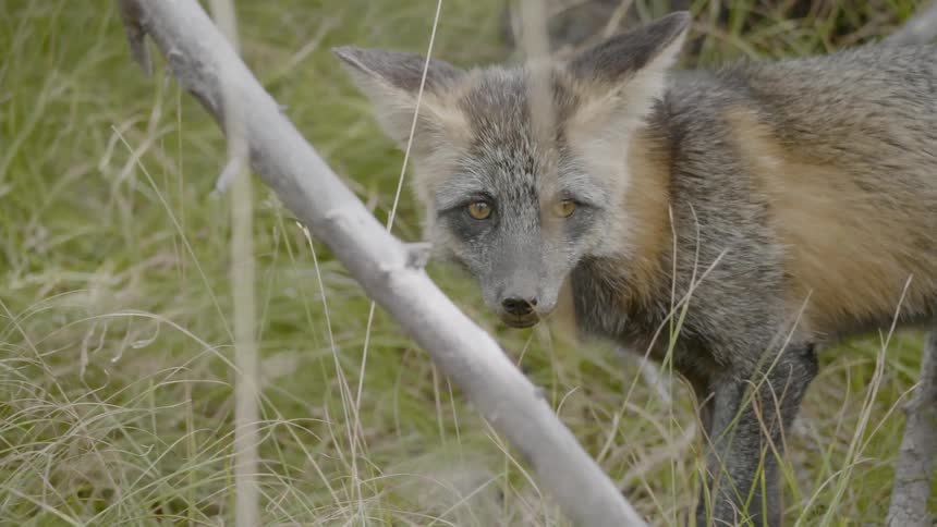 A fox cautiously exploring his surroundings in the wilderness