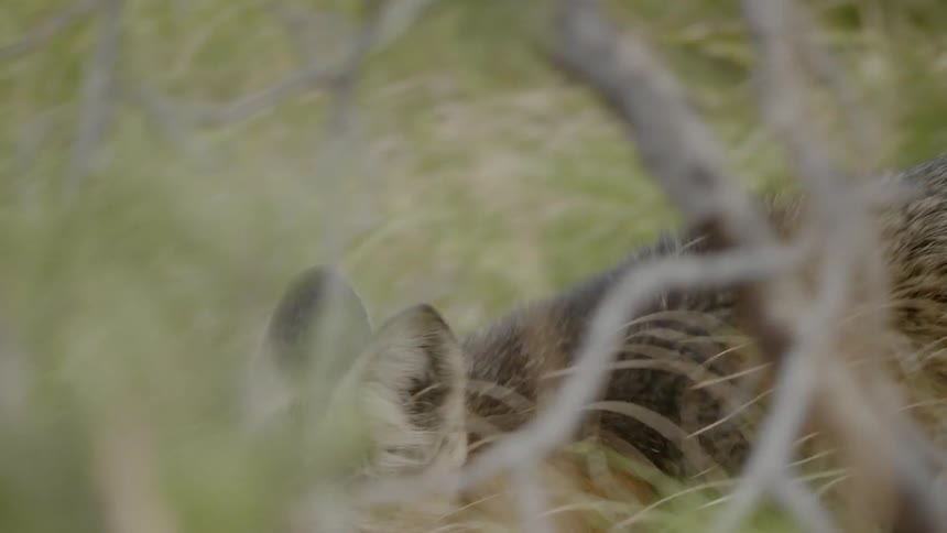 A fox is crawling in the forest