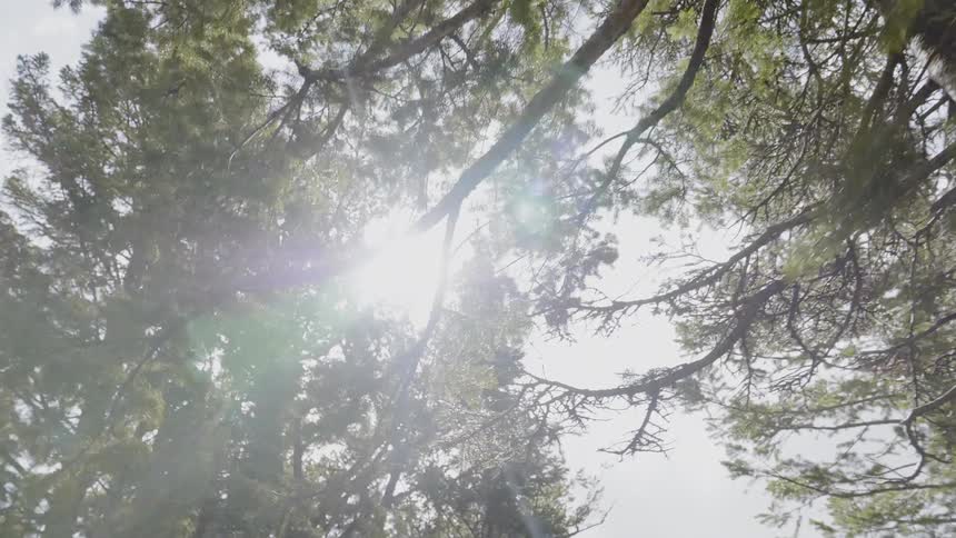Sunlight shines and flares through the branches of trees in a forest