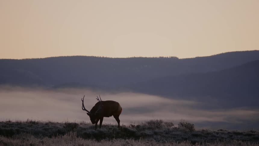 Silhouette of a stag eats grass in a field at sunset