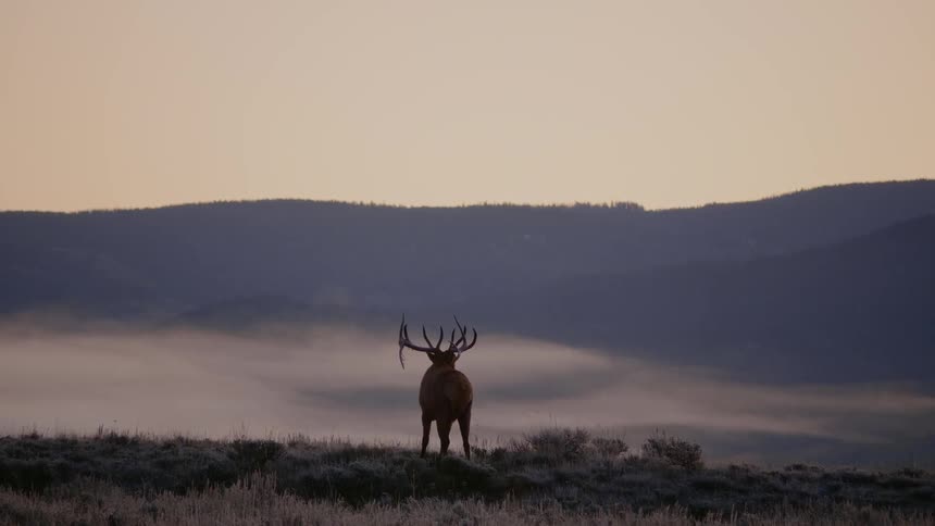 An elk stands in a field and looks across the land
